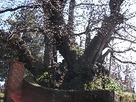 Castagno_della_Nave - 20100402 161.jpg